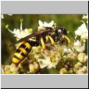 Ectemnius lituratus - Grabwespe w09.jpg